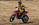 LOSI PROMOTO-MX FXR 1/4